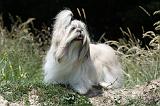 SHIH TZU 213